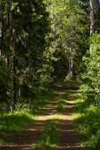 A rustic trail winding through dense green forest under sunlight.