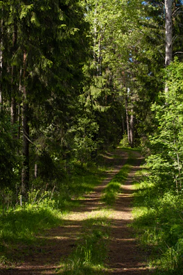 A rustic trail winding through dense green forest under sunlight.