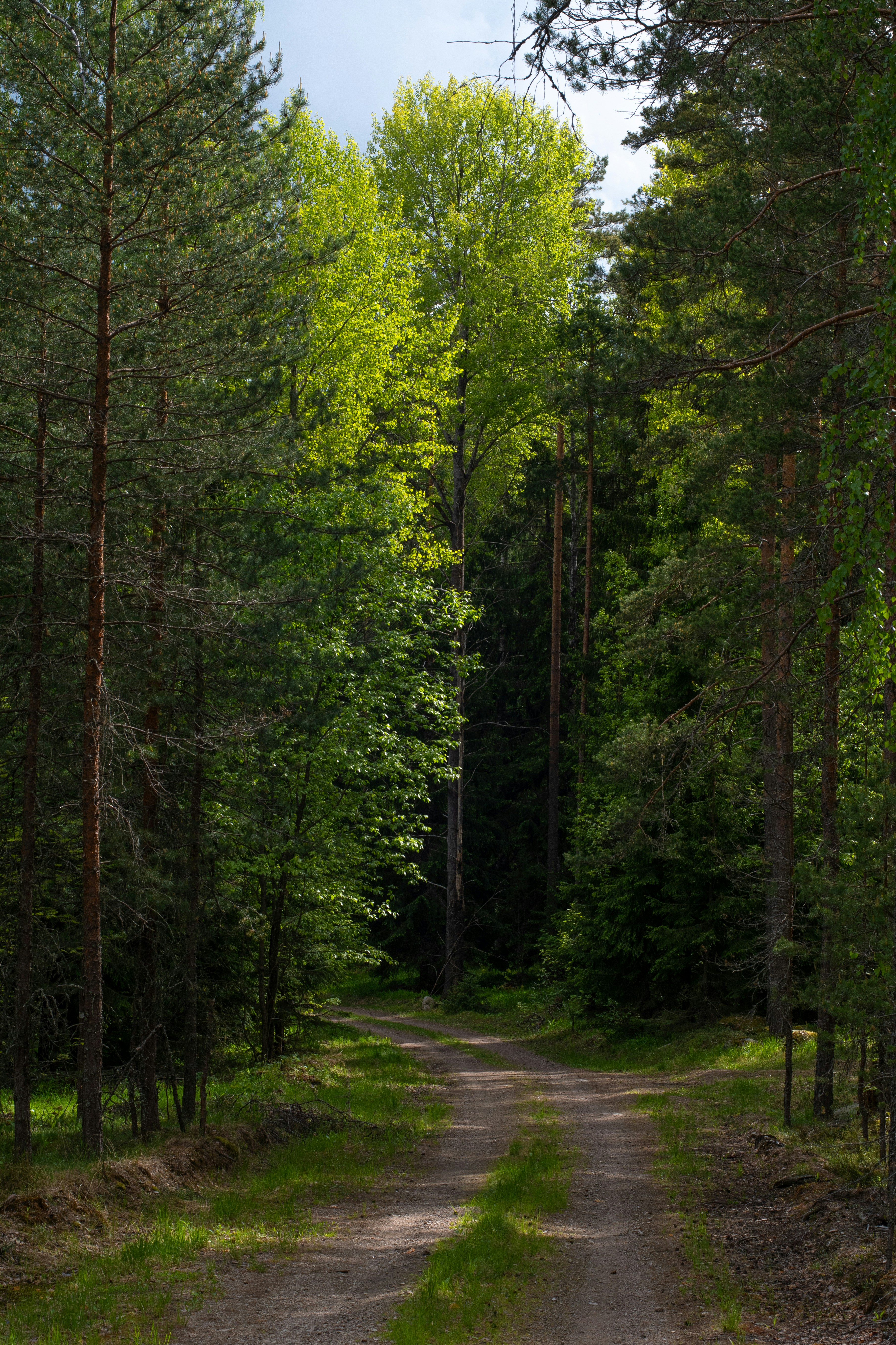 summer forest wallpaper, wallpaper, Camping During a Heatwave: Essential Tips 2