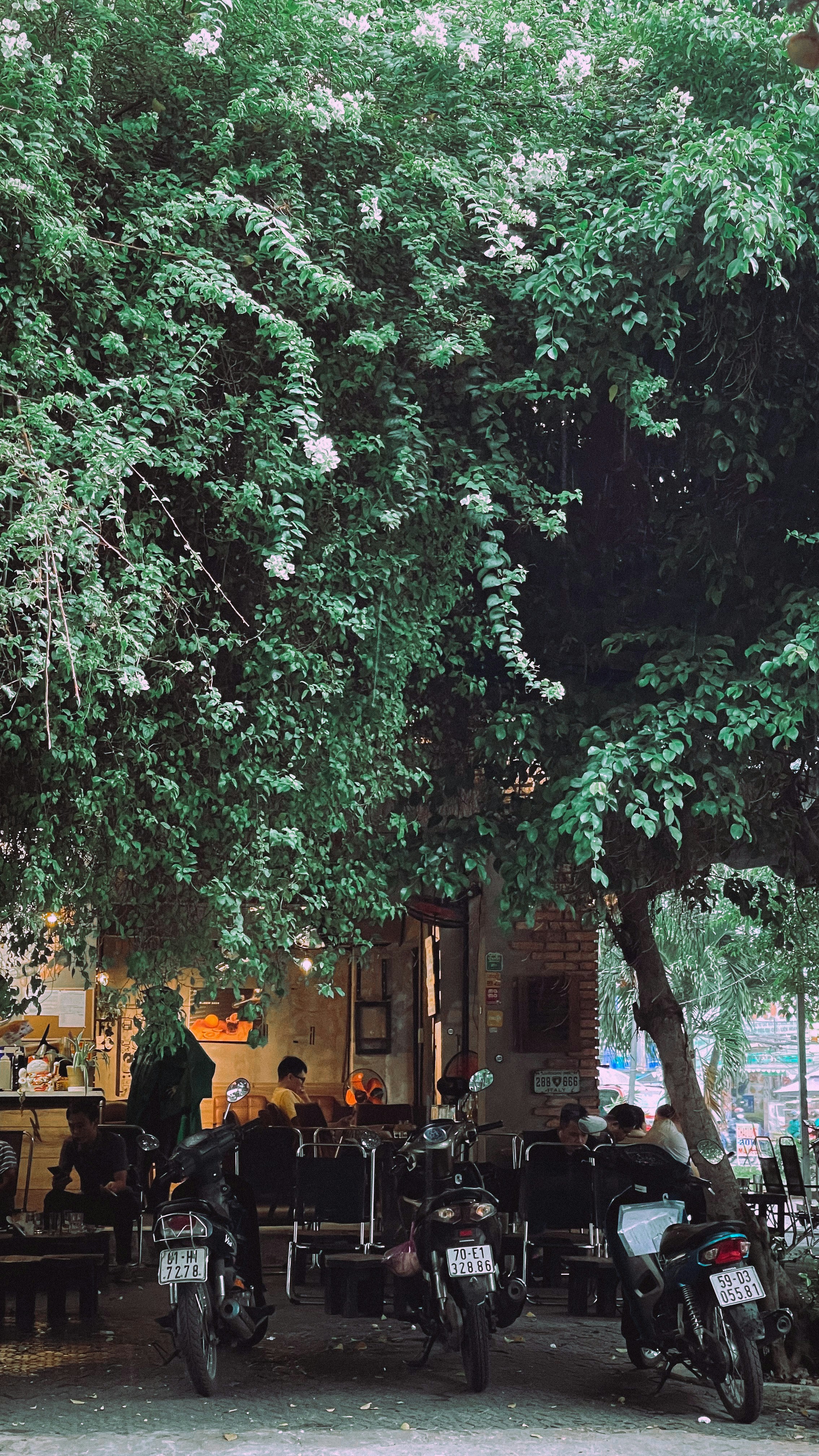 A cozy Dalat street cafe with blooming flowers and vintage motorbikes parked outside.