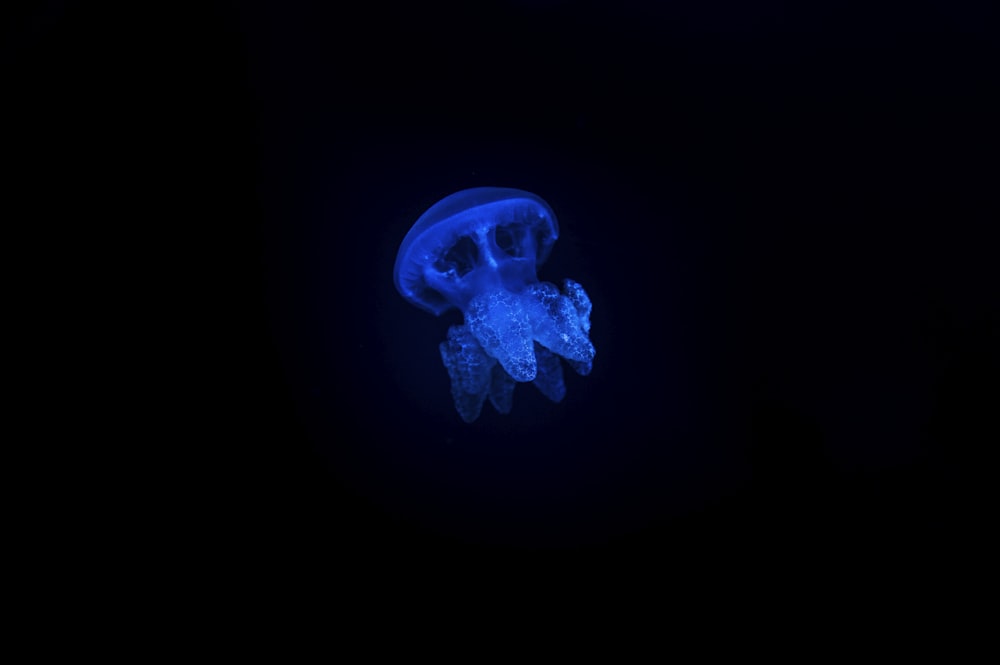 a blue jellyfish floating in the dark water