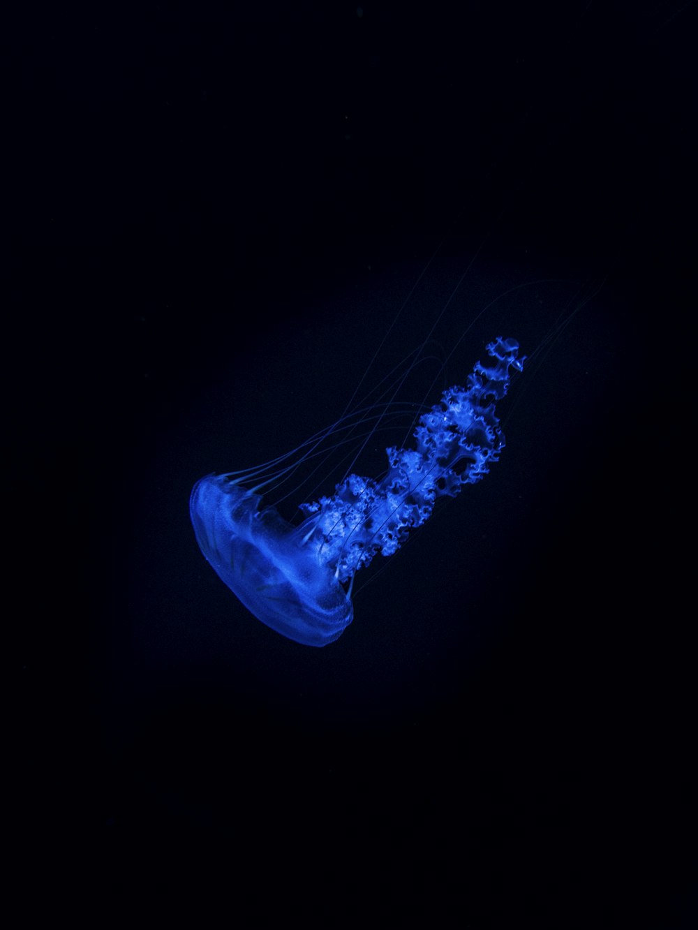 a blue jellyfish floating in the dark