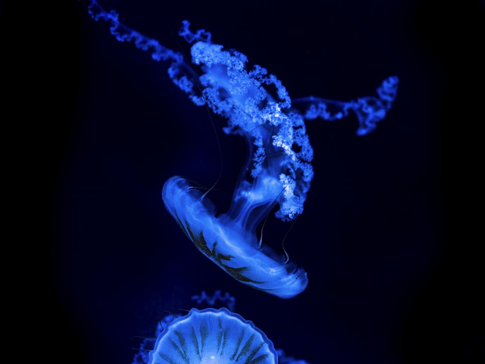 a blue jelly is floating in the water