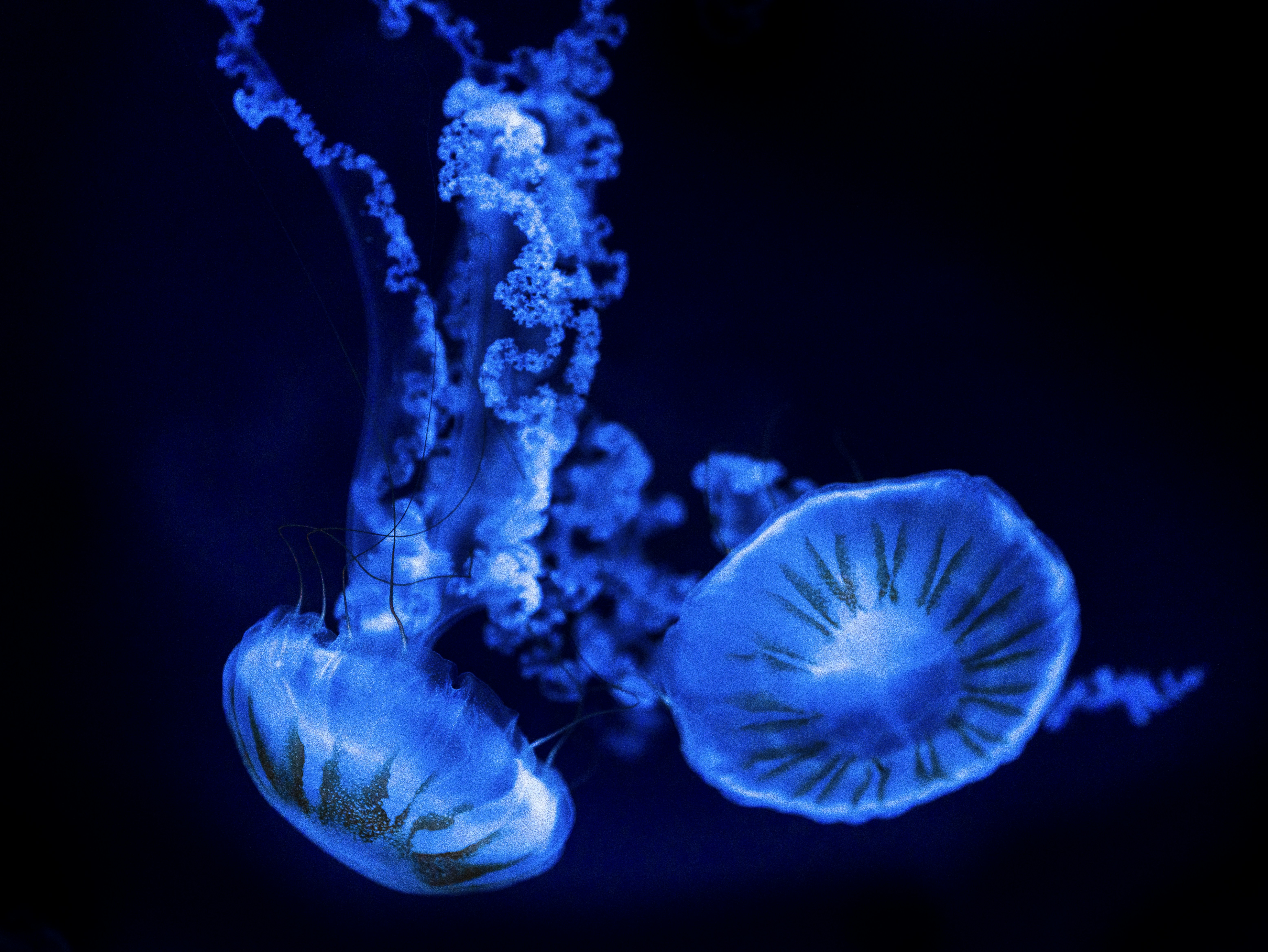 jellyfish wallpaper aesthetic, wallpaper, Jellyfish Crafts for Adults: Creative Ocean Projects 2