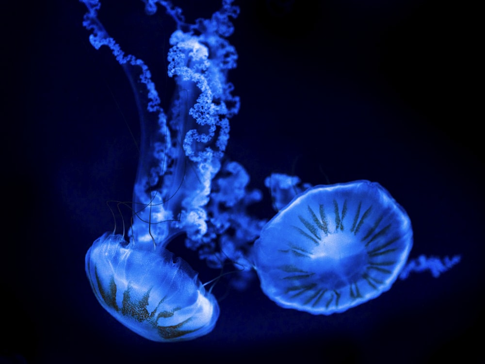 a blue jellyfish swimming in the water
