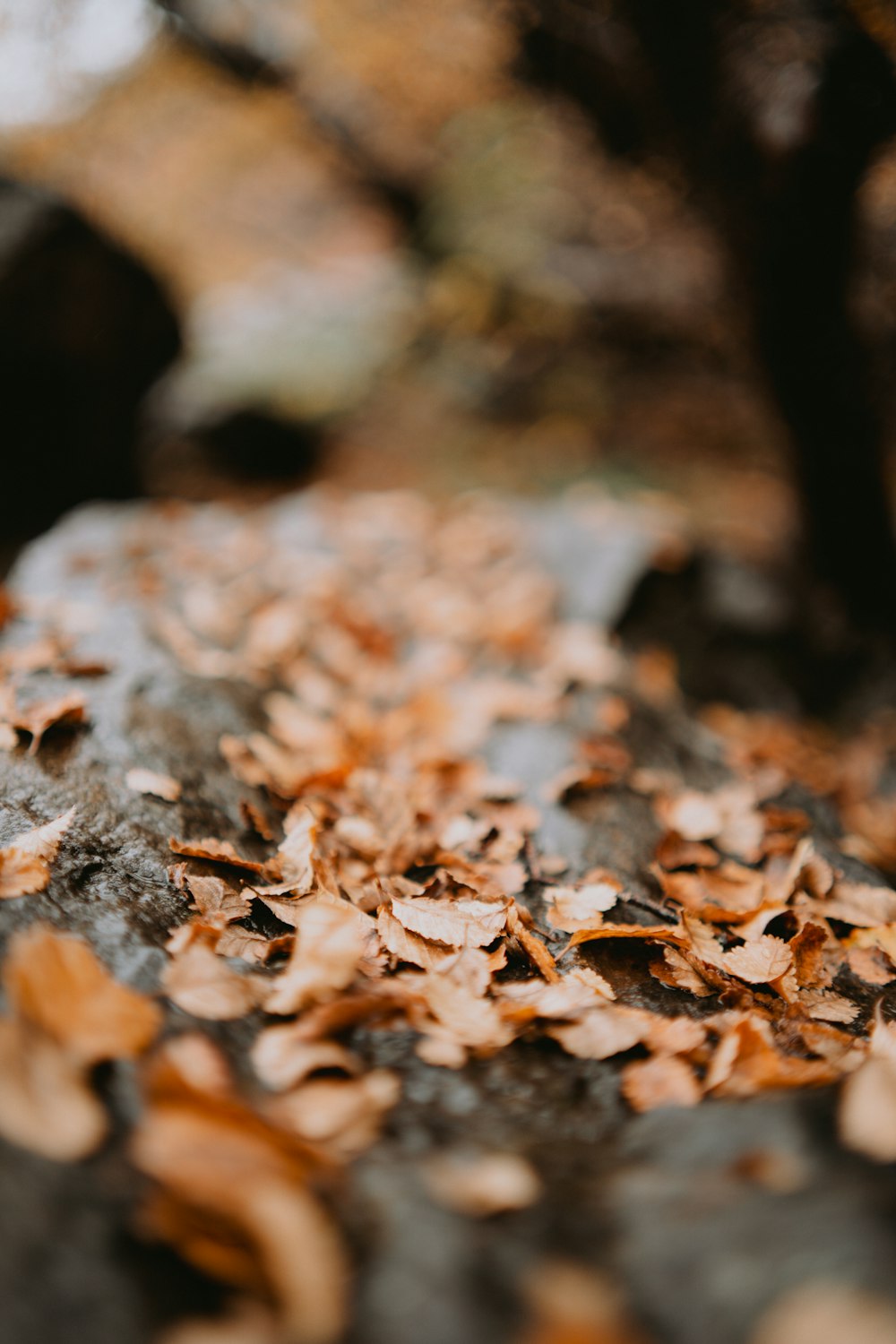 a close up of leaves on a rock