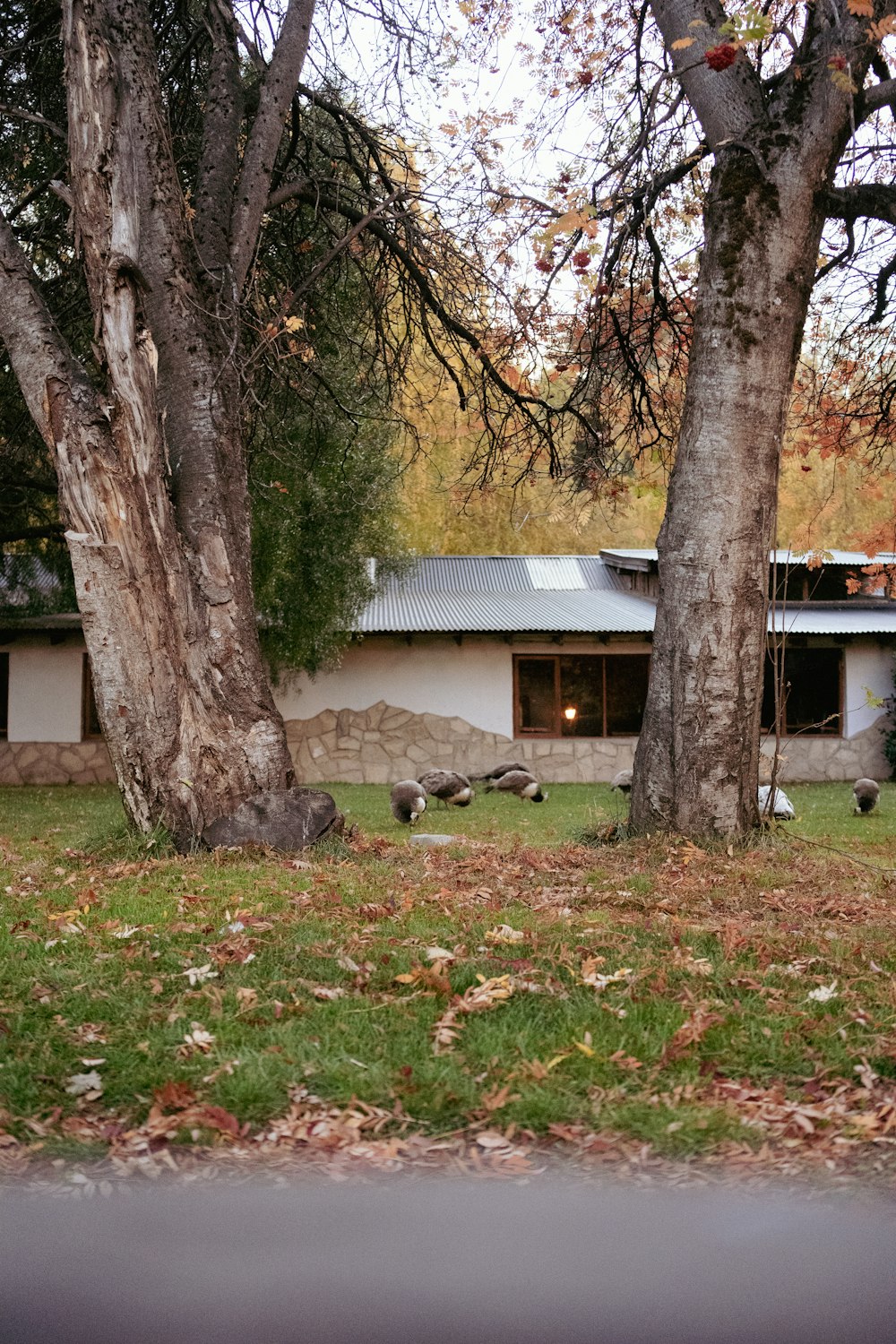 a couple of trees sitting in front of a house