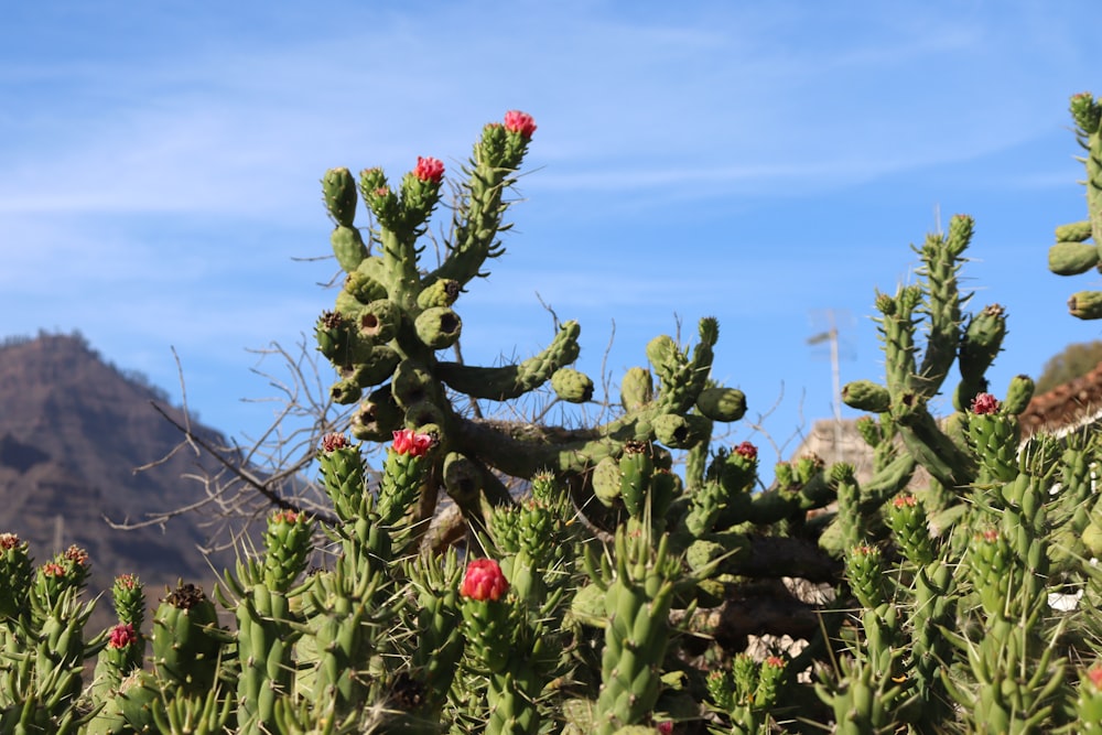 a group of cactus plants with a mountain in the background