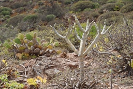 A landscape with sparse vegetation, including various types of cactus and succulents. The terrain is rocky with patches of dry soil. A prominent leafless tree with thick branches stands in the foreground. The background consists of more rocky ground and scattered small green bushes.