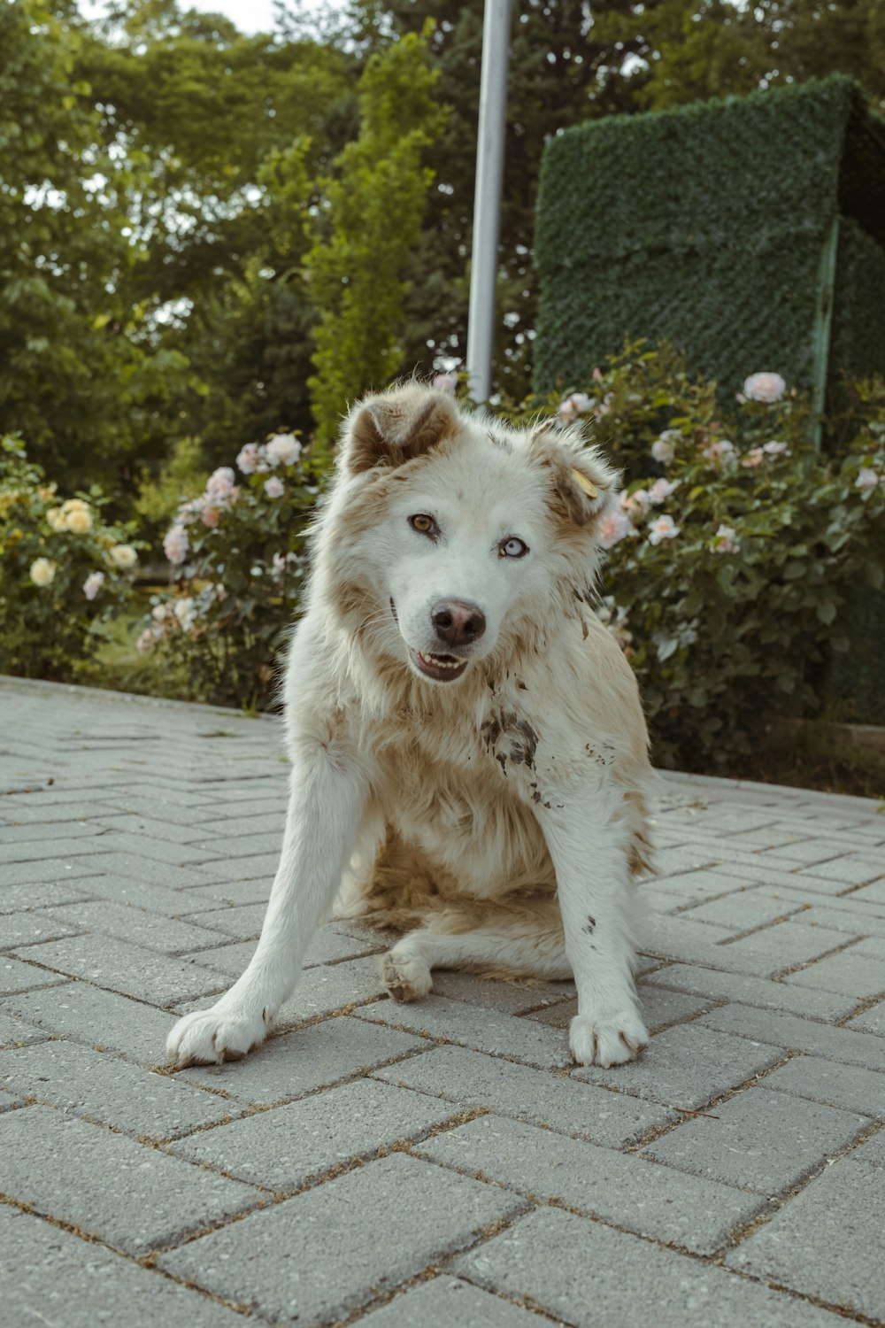 a white and brown dog sitting on top of a brick walkway