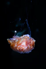 Ethereal glowing jellyfish floating through inky black waters with a faint coral outline.