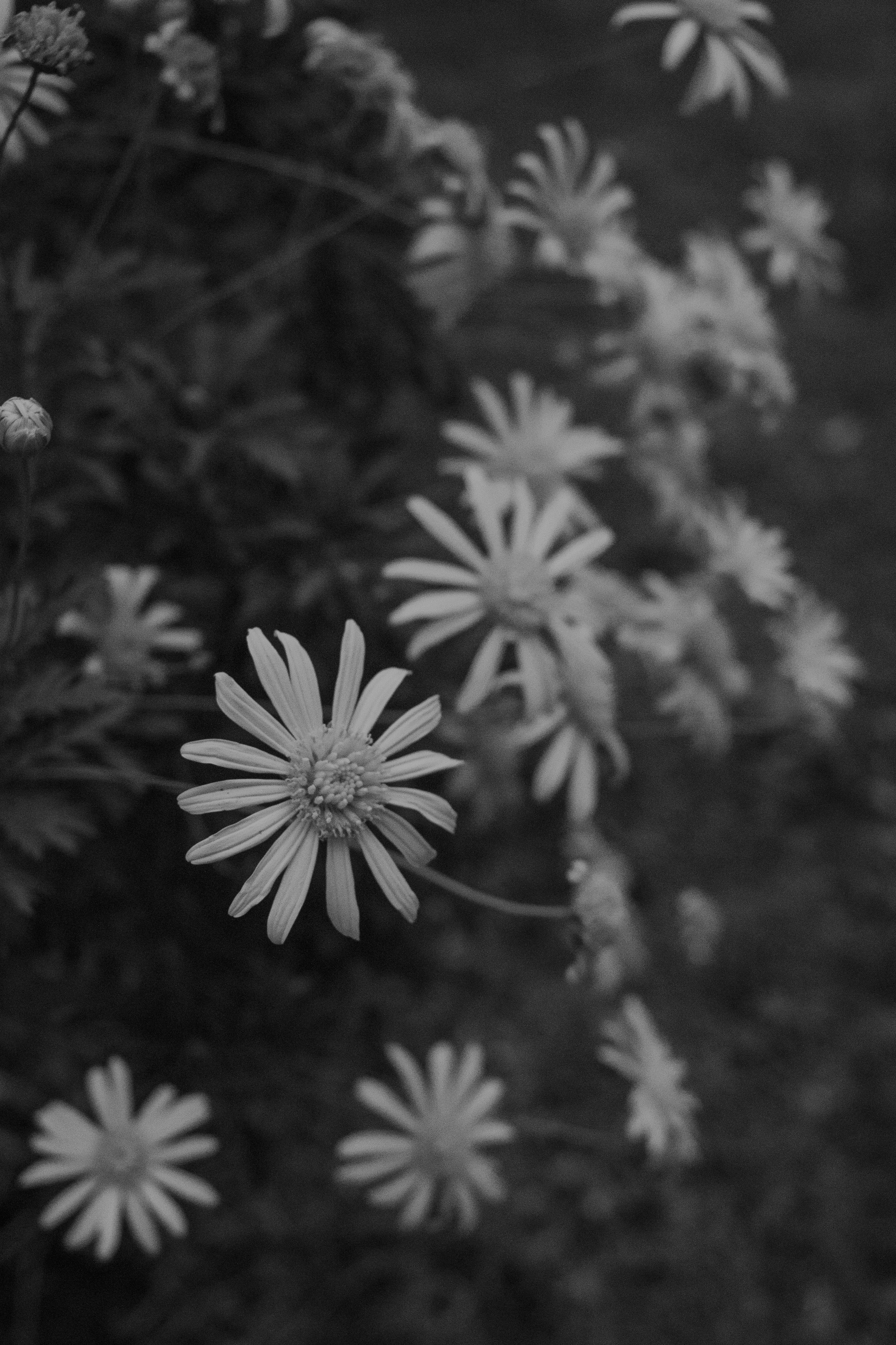 A black and white photo of a bunch of flowers photo – Free Flower Image on  Unsplash, image size:3000x4501