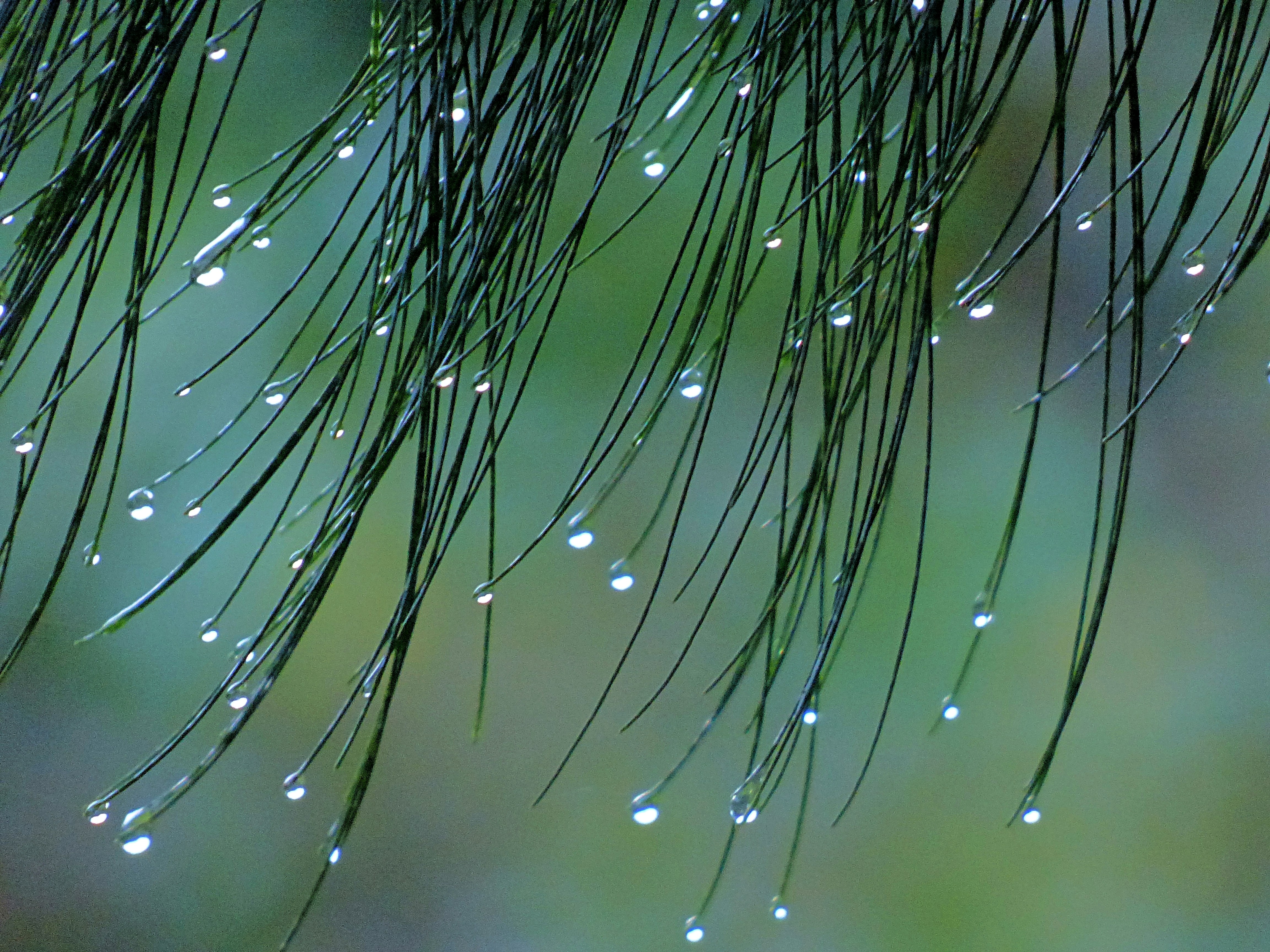 Photo by sweetywilson