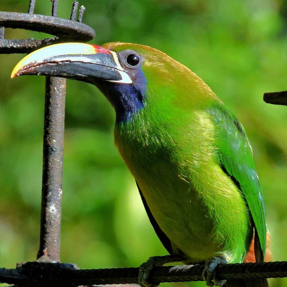 a green bird with a colorful beak perched on a fence