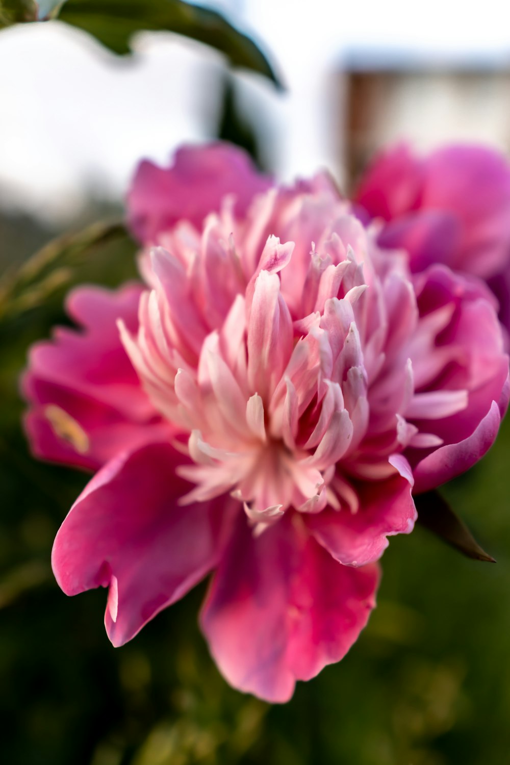 a close up of a pink flower with a blurry background