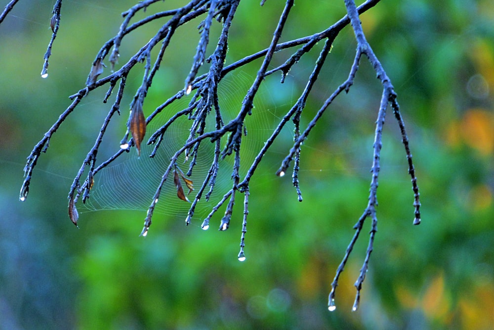 a spider web hanging from a tree branch