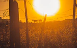Sunset over a rustic horse ranch with riders preparing for a trail ride