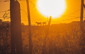 Sunset view over a peaceful horse ranch with silhouettes of horses