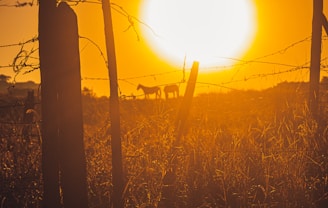 Sunset view over a peaceful horse ranch with silhouettes of horses