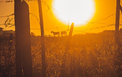 The silhouette of a lone horse tied near the red barn as twilight settles over Miranda.