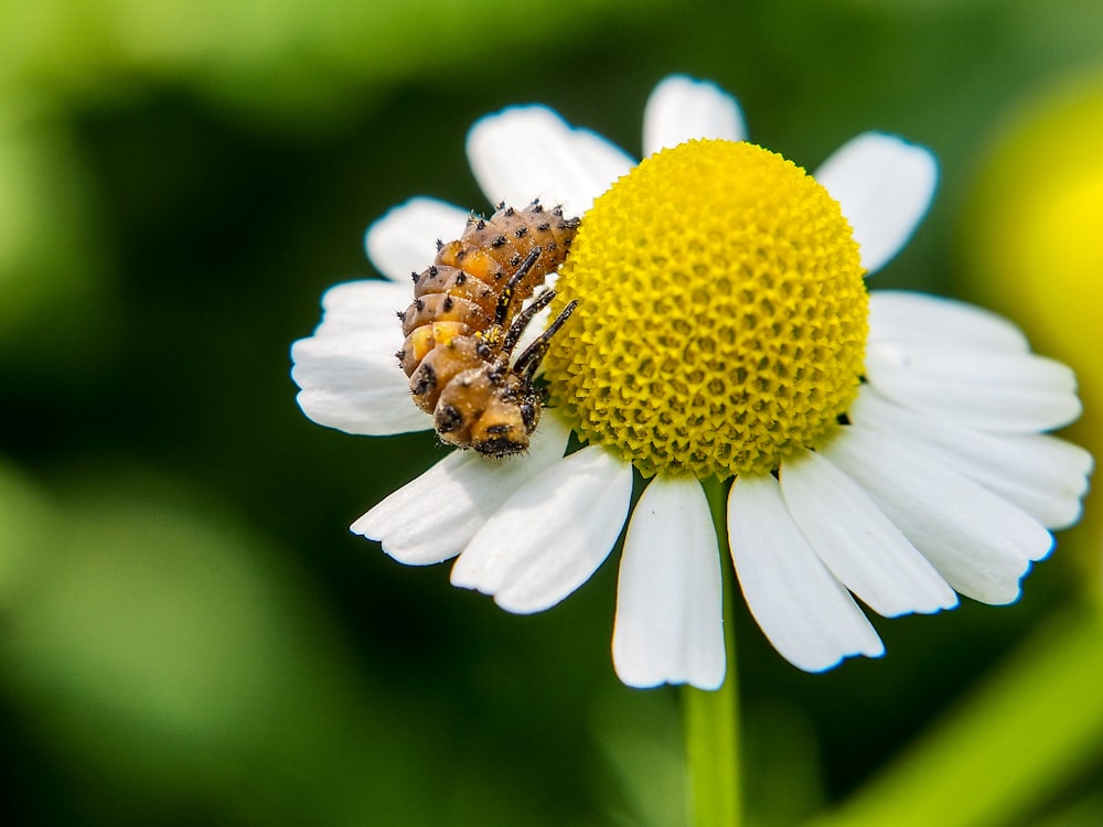 Un couple d’abeilles assises sur une fleur blanche