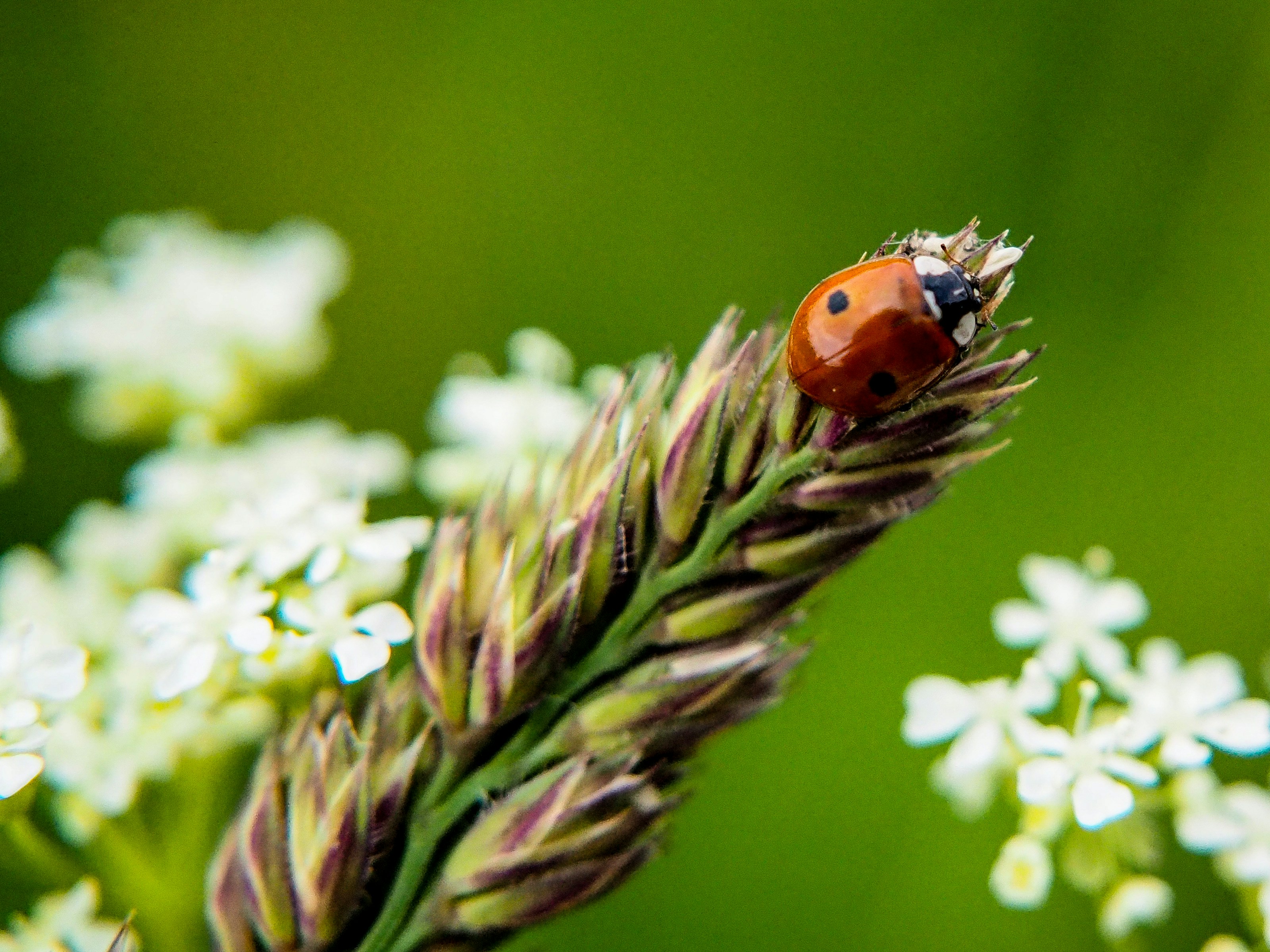 una mariquita sentada encima de una flor