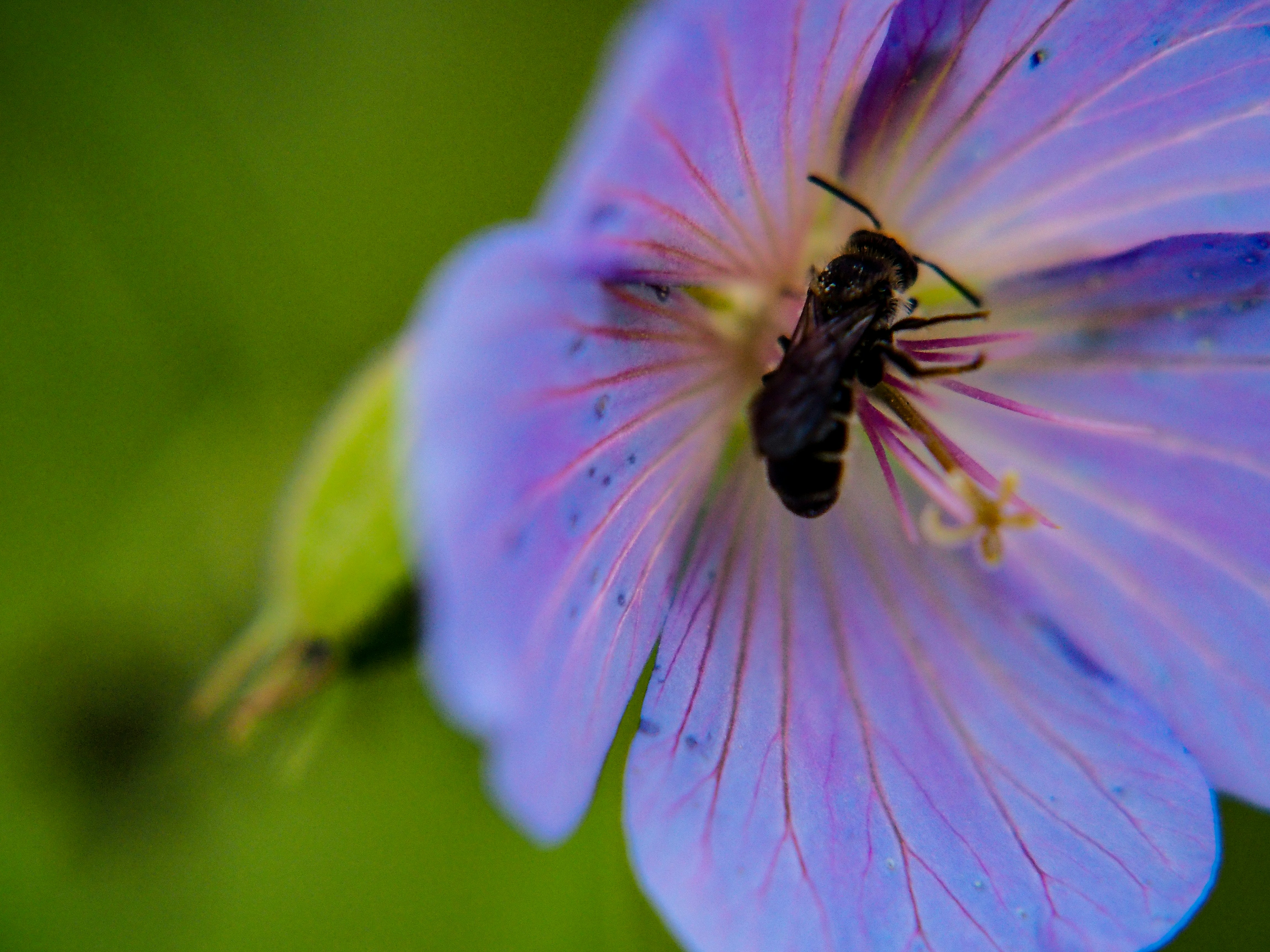 Una abeja está sentada sobre una flor púrpura