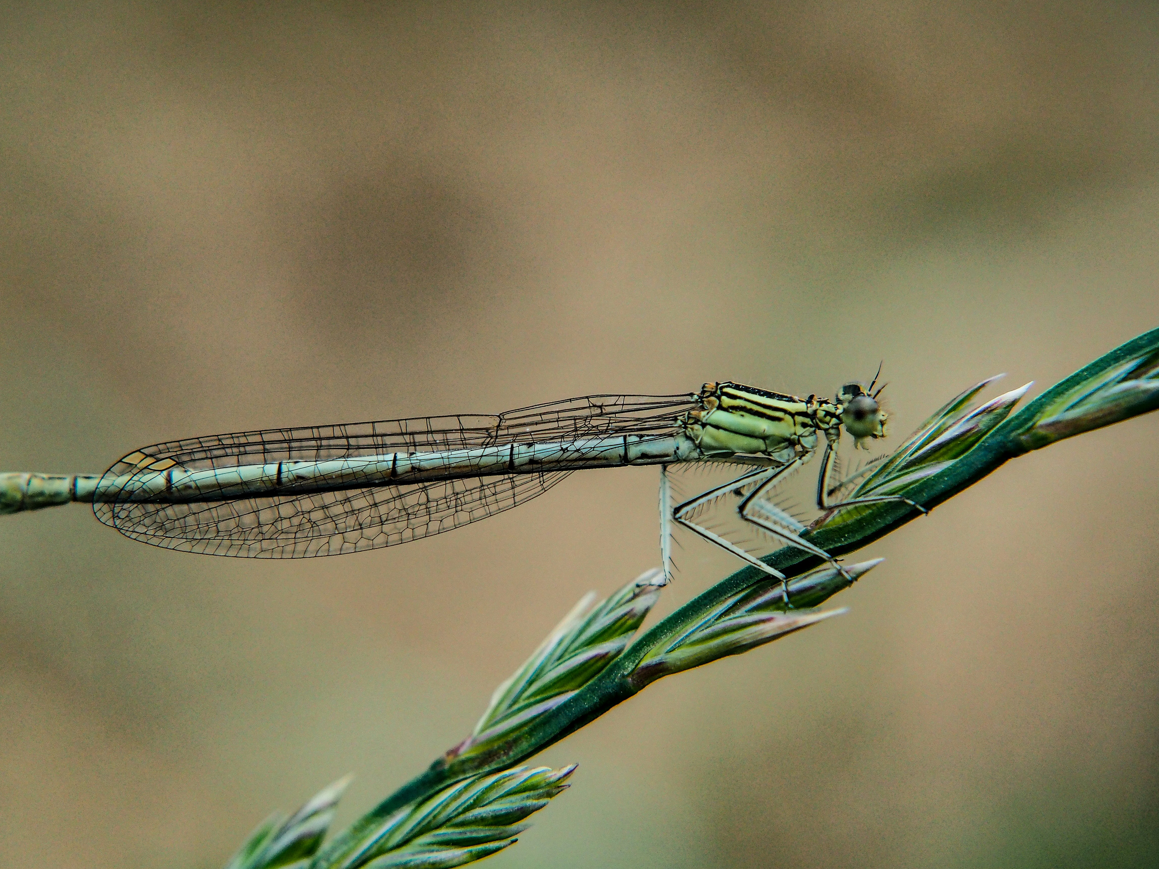 Una libélula verde sentada encima de una planta verde