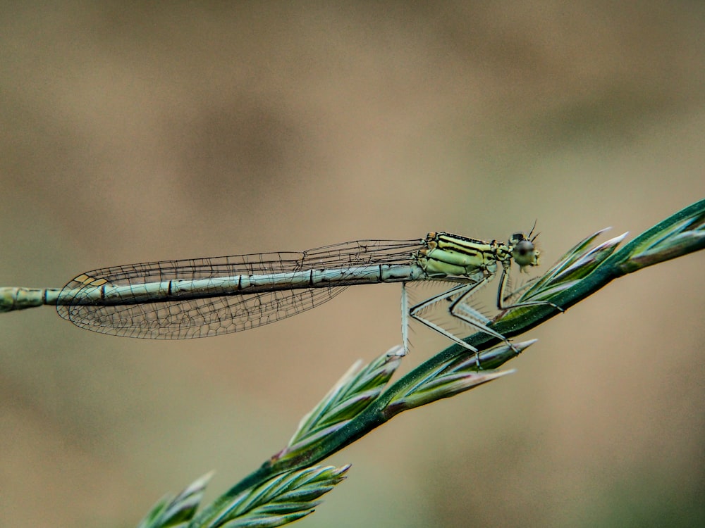 a green dragonfly sitting on top of a green plant