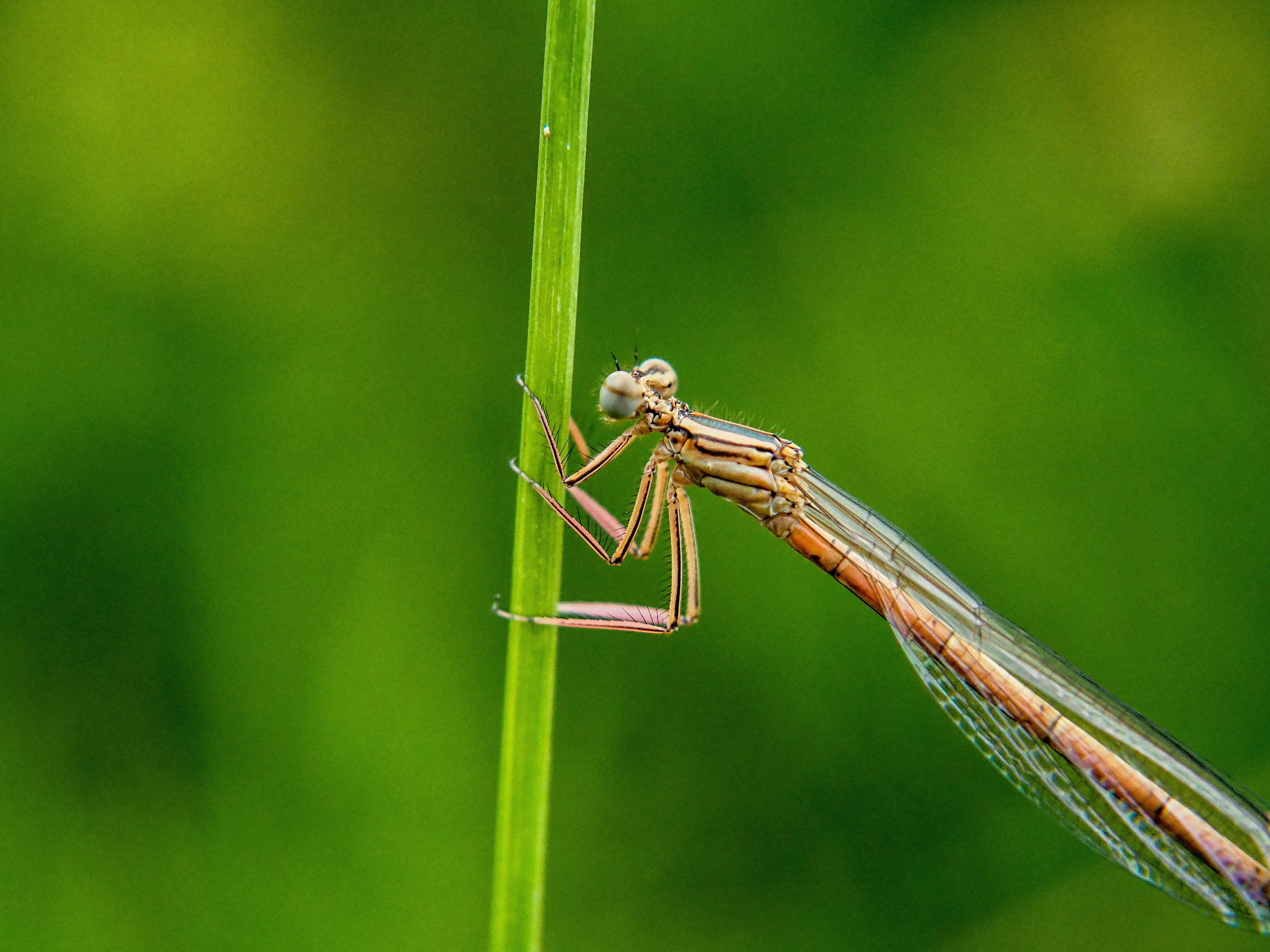 Un primer plano de un pequeño insecto en una planta