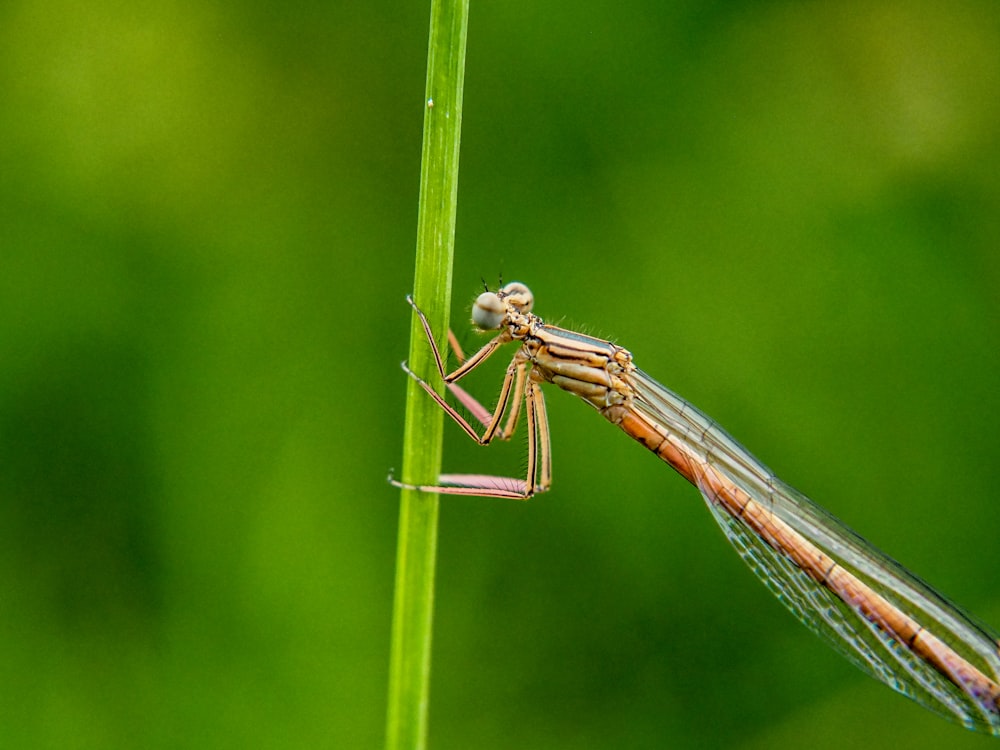 a close up of a small insect on a plant