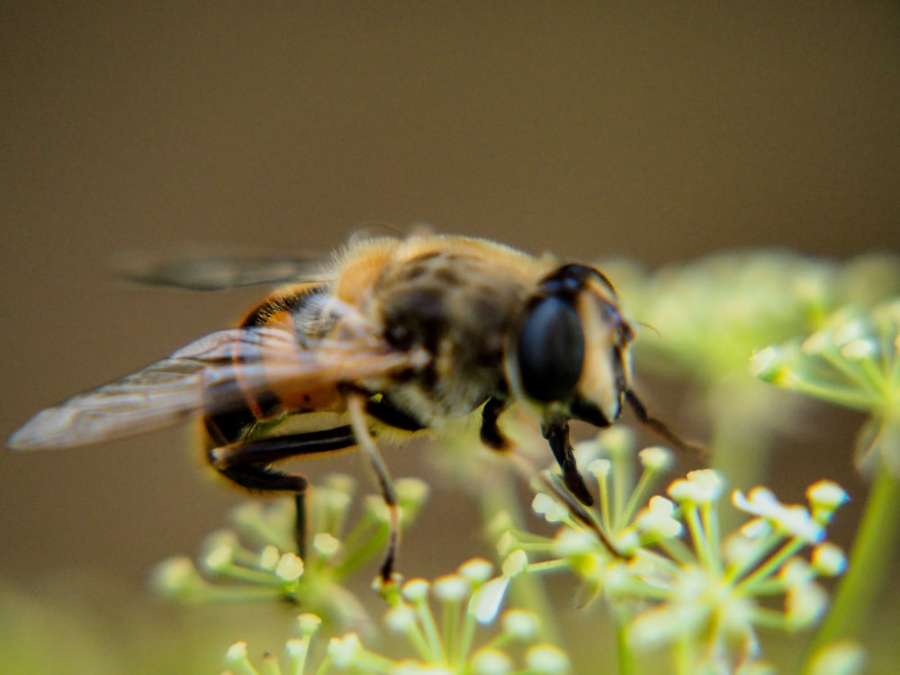 a close up of a bee on a flower