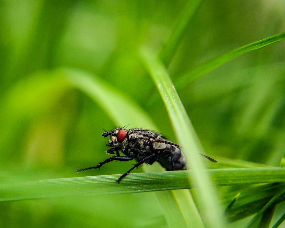 a fly sitting on a blade of grass