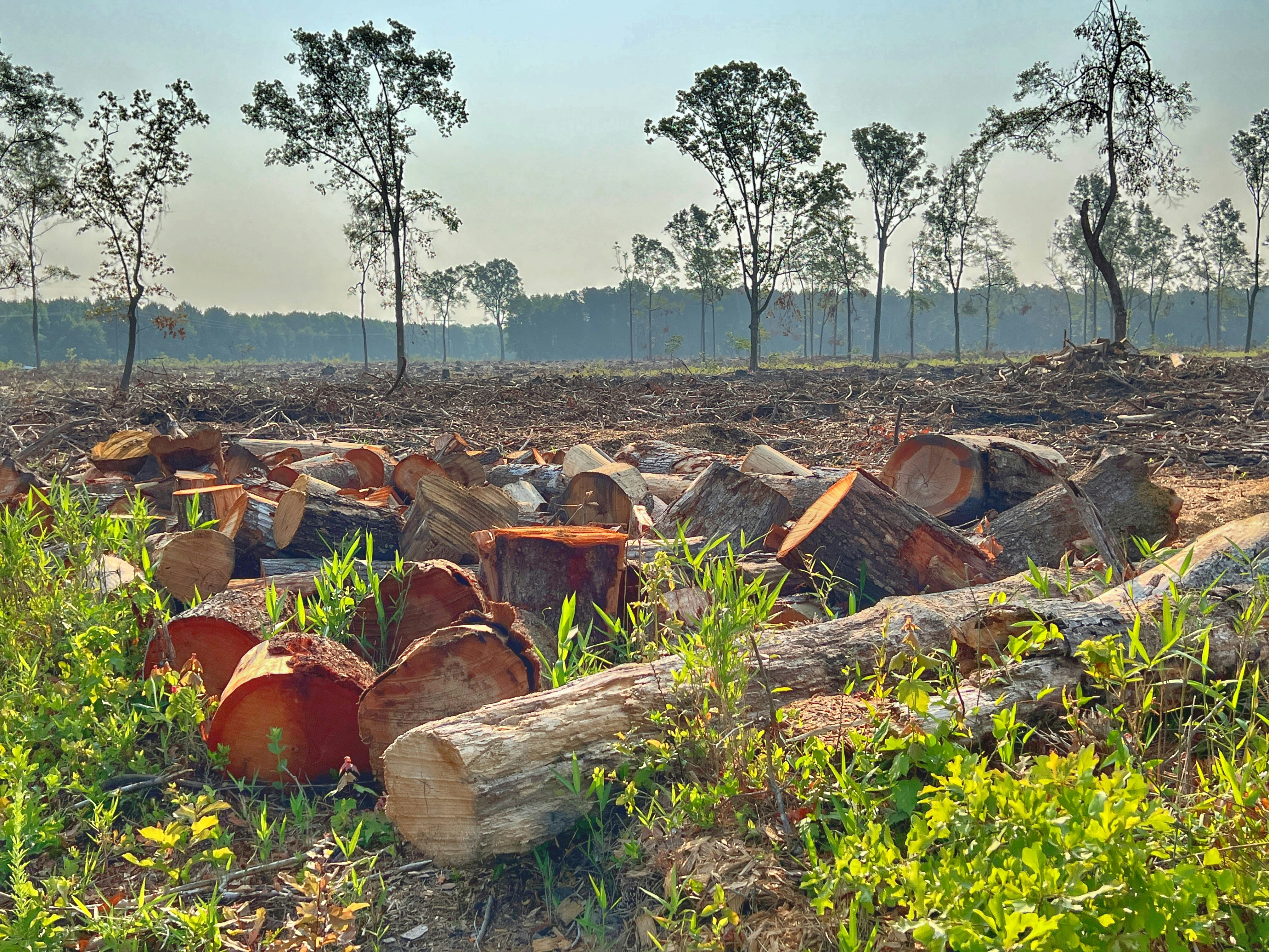 Supreme Court Holds DDA in Contempt Over Tree Felling in Delhi's Ridge Area