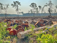 A forest landscape where numerous tree stumps and cut logs are scattered across the foreground, indicating recent deforestation. The background shows a sparse line of trees under a clear sky, with a noticeable reduction in tree density.