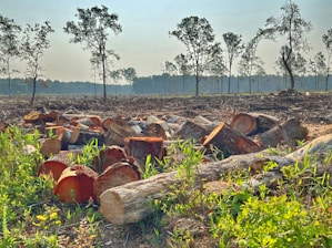 A forest landscape where numerous tree stumps and cut logs are scattered across the foreground, indicating recent deforestation. The background shows a sparse line of trees under a clear sky, with a noticeable reduction in tree density.