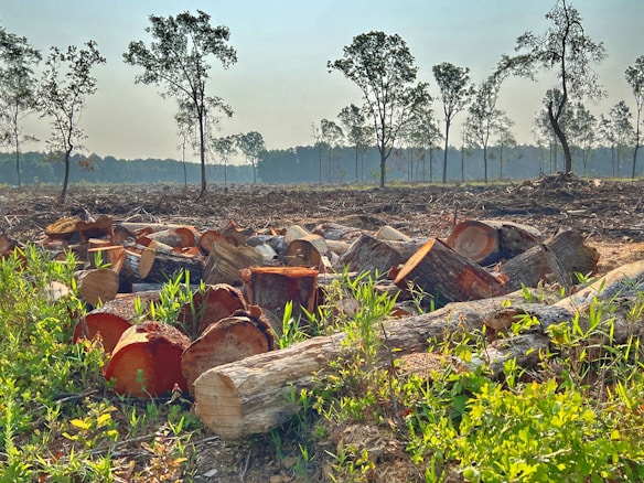 A forest landscape where numerous tree stumps and cut logs are scattered across the foreground, indicating recent deforestation. The background shows a sparse line of trees under a clear sky, with a noticeable reduction in tree density.