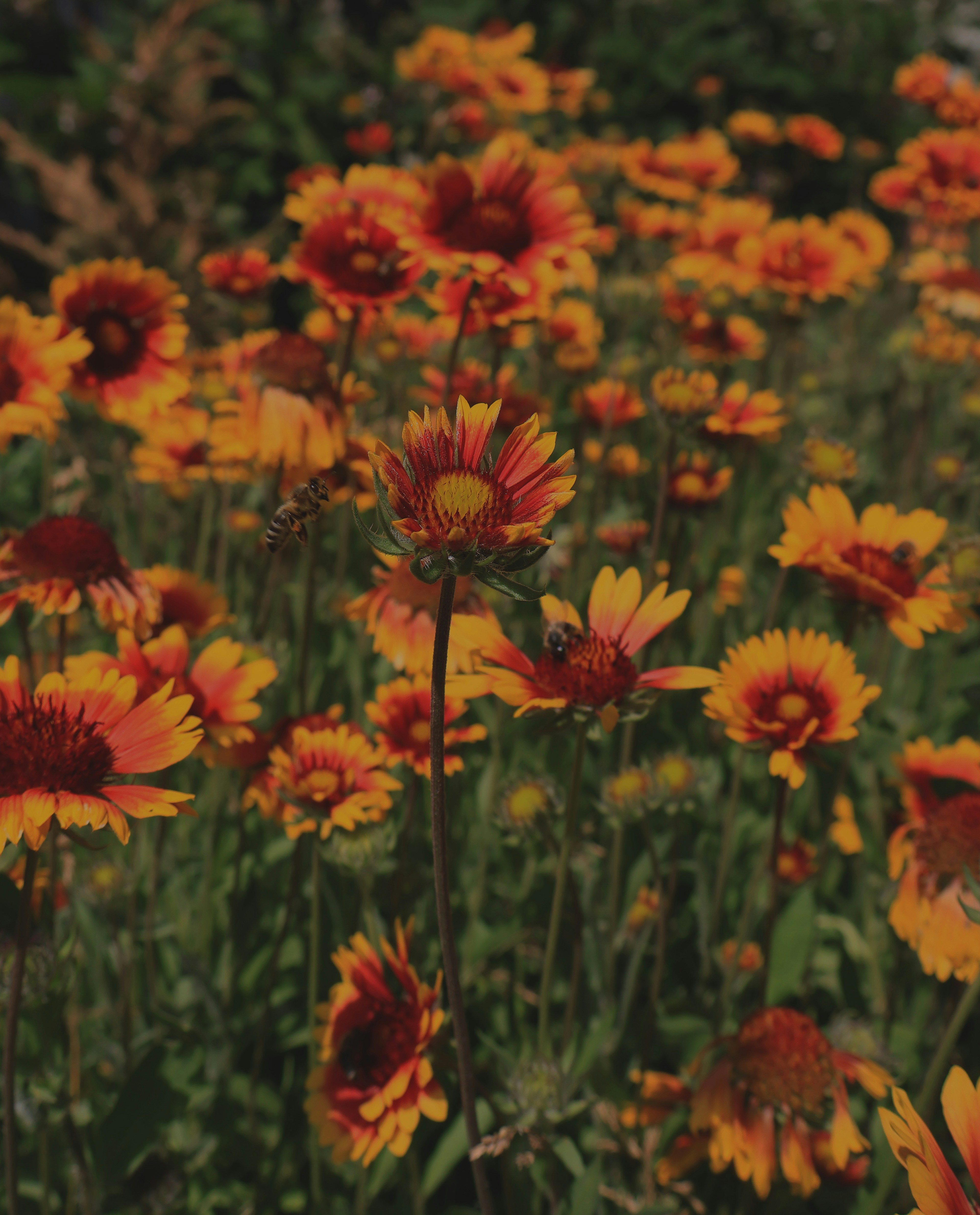 Photo by anyutakejbalo