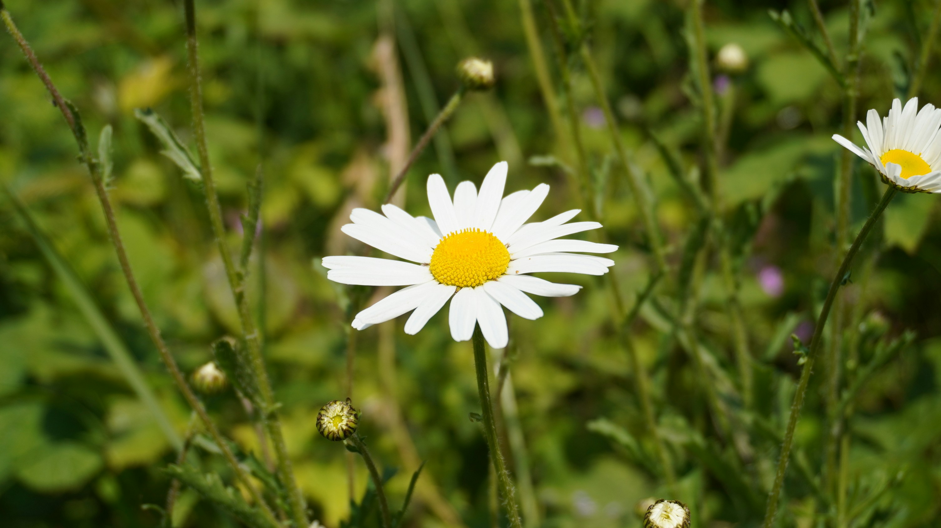 Photo by alexlostorto