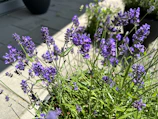 Close-up of vibrant lavender flowers basking in morning sunlight.