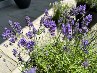 Close-up of fresh lavender flowers in a sunlit field.