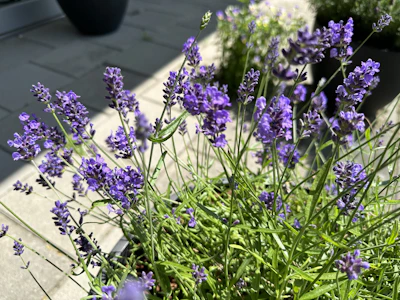 Close-up of vibrant lavender flowers basking in morning sunlight.