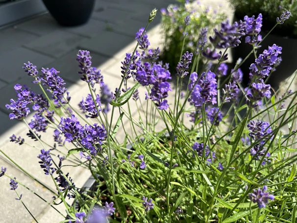 Close-up of fresh lavender flowers in a sunlit field.