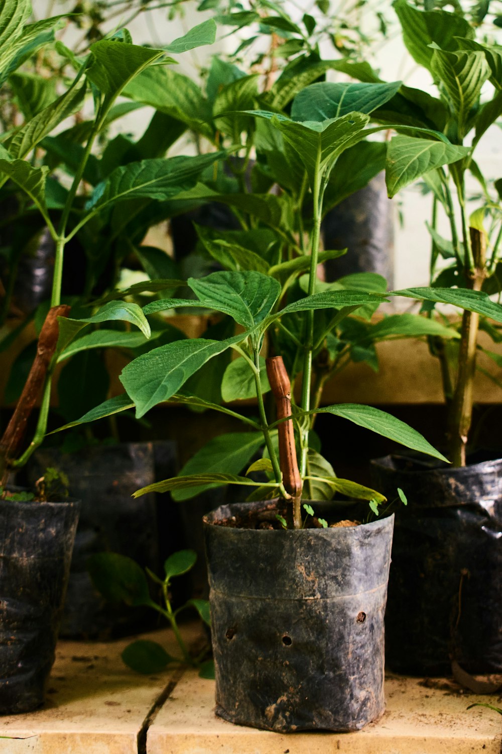 a group of potted plants sitting on top of a wooden table