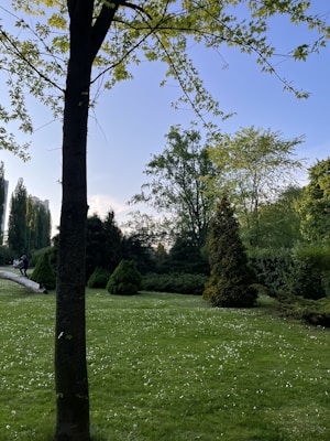 A lush green park landscape with a variety of trees and shrubs under a clear blue sky. A large tree trunk runs vertically along the left side, casting shadows on the grass below. In the background, a person can be seen walking along a path that winds through the greenery.