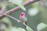 Close-up of a vibrant Himalayan monal perched on a rhododendron branch.