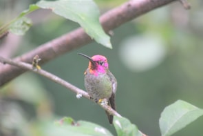 Close-up of a vibrant Himalayan monal perched on a rhododendron branch.