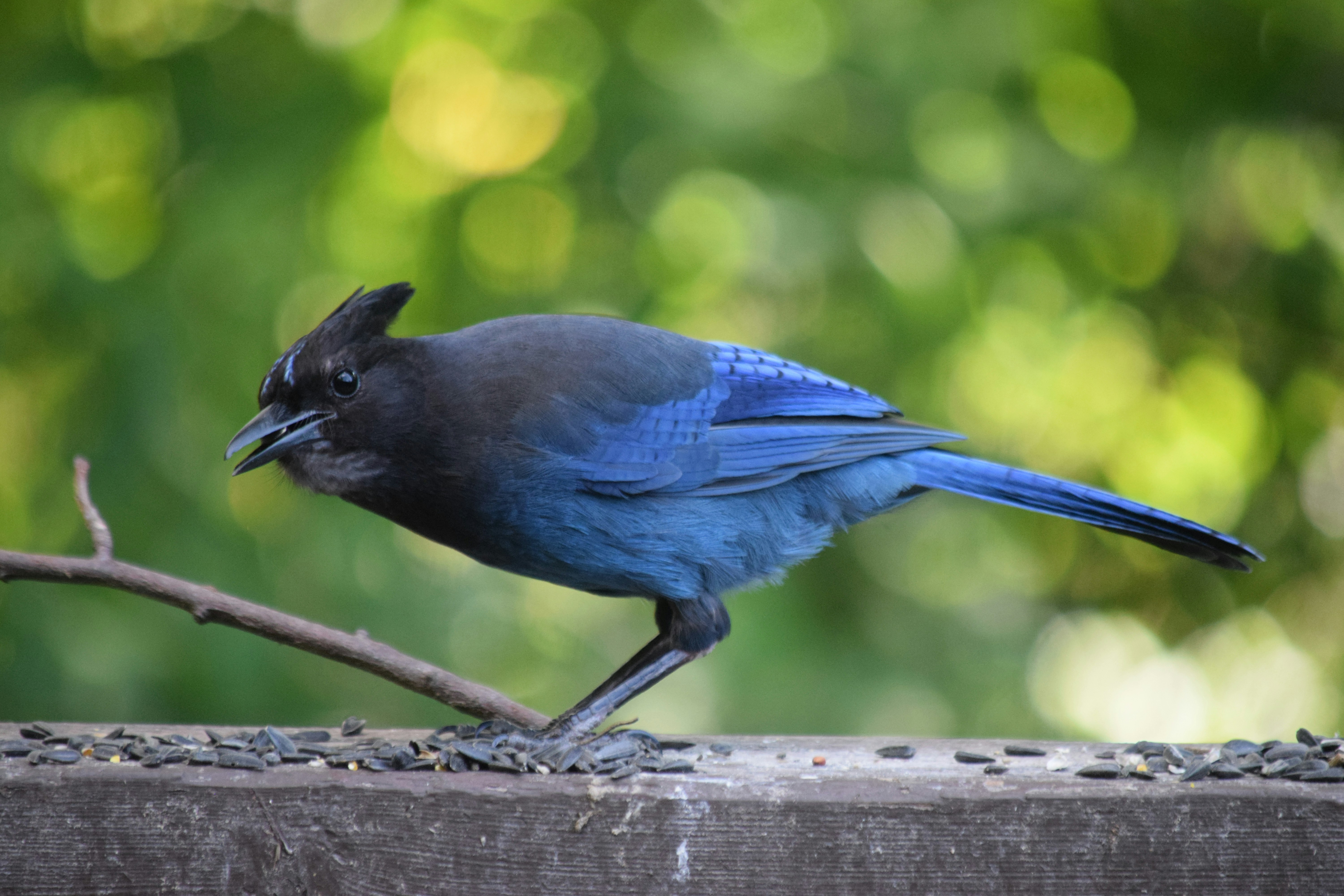 Photo by fr0ggy5_fr0ggy5