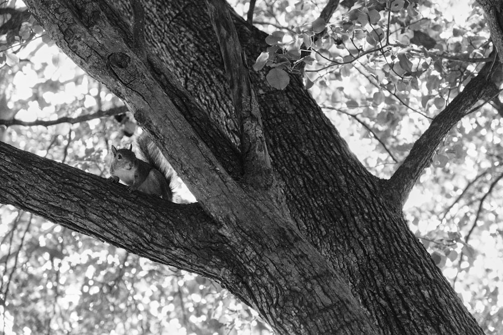 a black and white photo of a squirrel in a tree