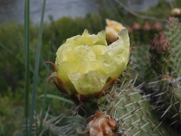 Close-up of huachuma cactus with dew drops, surrounded by Andean wildflowers.